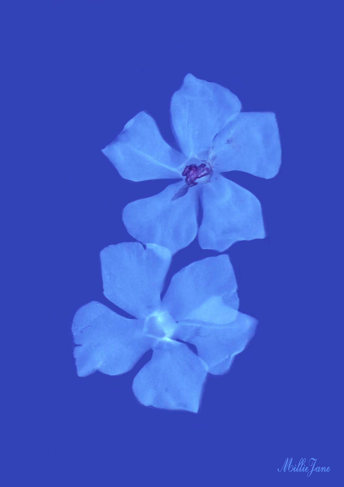 Iris Print